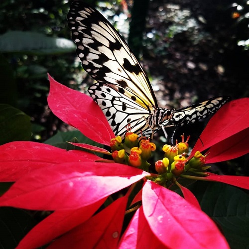 عکس پروانه رنگارنگ