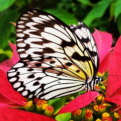 عکس پروانه سفید مشکی