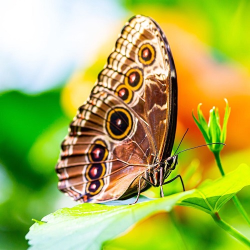 عکس پروانه رنگارنگ