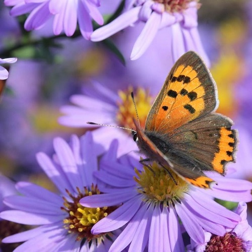 عکس پروانه رنگارنگ