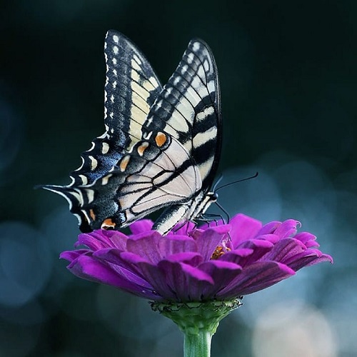 عکس پروانه رنگارنگ