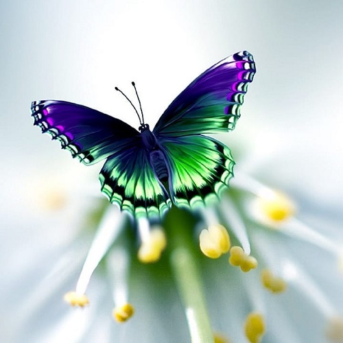 عکس پروانه رنگی