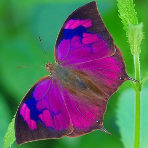 عکس پروانه رنگارنگ