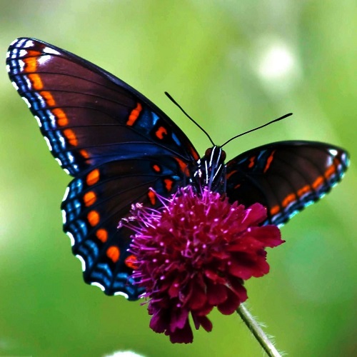 عکس پروانه رنگارنگ