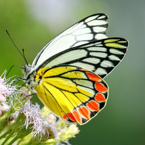 عکس پروانه خوش رنگ