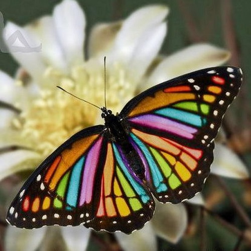 عکس پروانه هفت رنگ