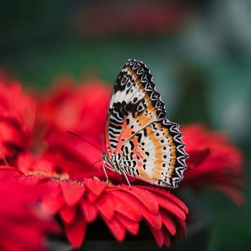 عکس پروانه های رنگارنگ زیبا