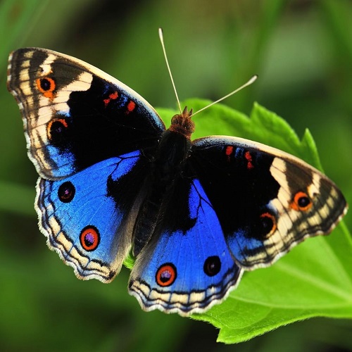 عکس پروانه آبی مشکی