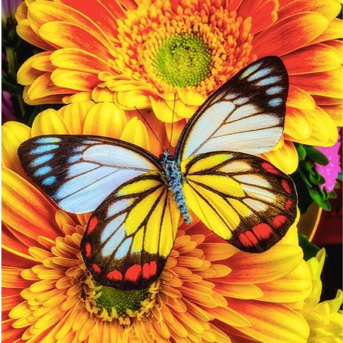 عکس پروانه رنگارنگ