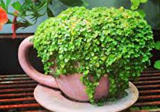 راهنمای نگهداری و پرورش چمن عروس (چمن هلکسین)