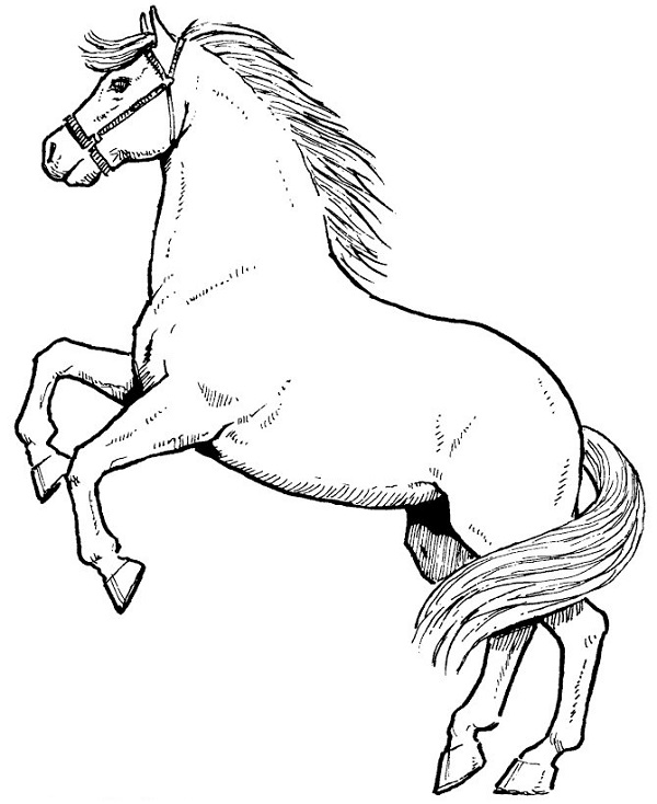 نقاشی اسب زیبا برای کودکان