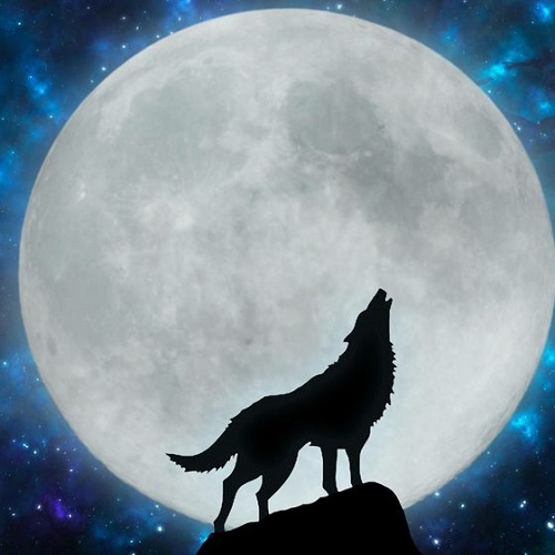 عکس گرگ و ماه برای اینستاگرام