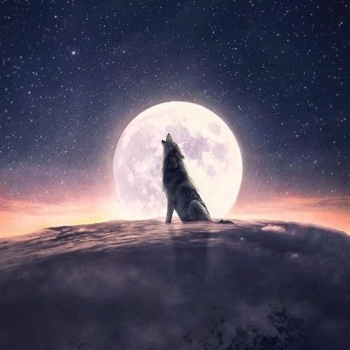 عکس گرگ و ماه روی ابر