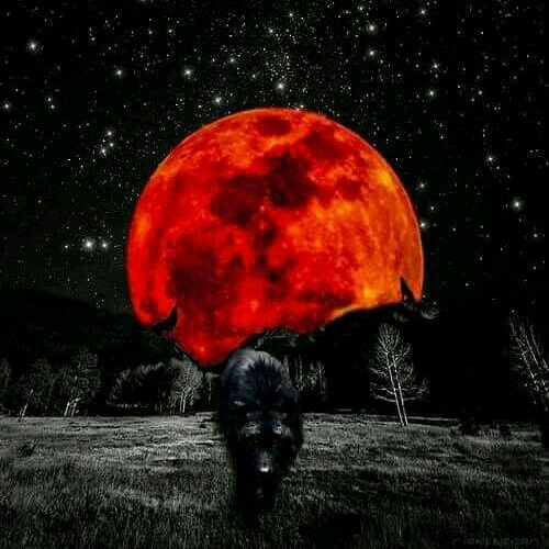 عکس گرگ و ماه سرخ در جنگل