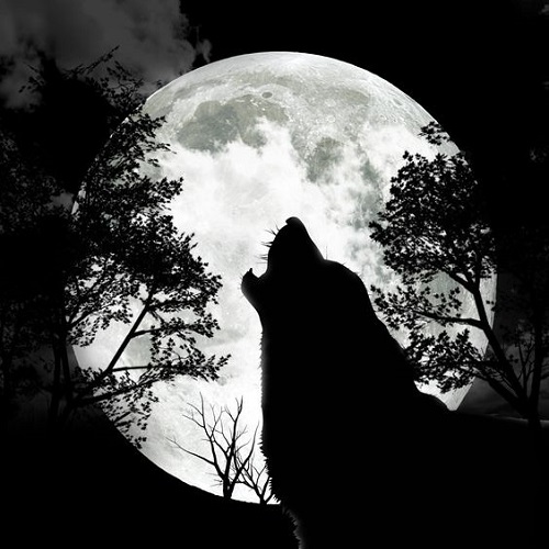 عکس سایه گرگ و ماه در جنگل