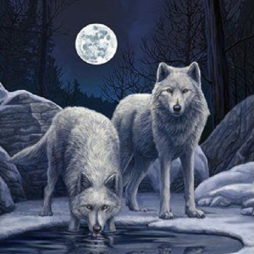 عکس گرگ‌ها و ماه در جنگل