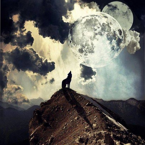 عکس گرگ و ماه روی قله