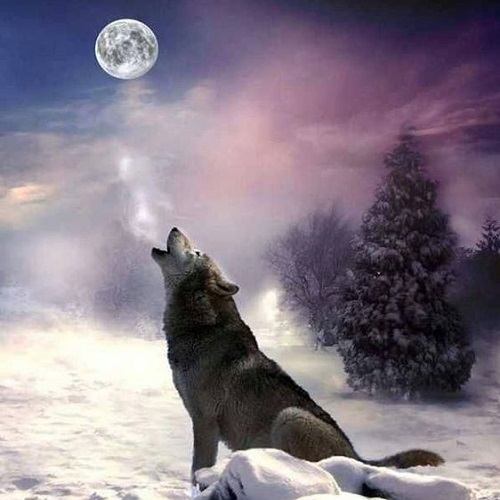 عکس گرگ و ماه در جنگل برفی