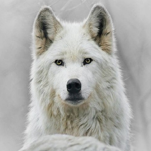 گرگ سفید زیبا
