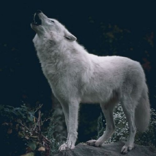 عکس گرگ سفید در حال زوزه کشیدن