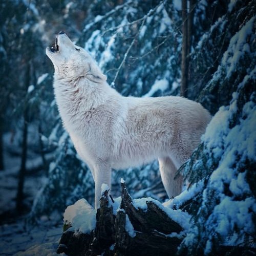 گرگ سفید در جنگل برفی