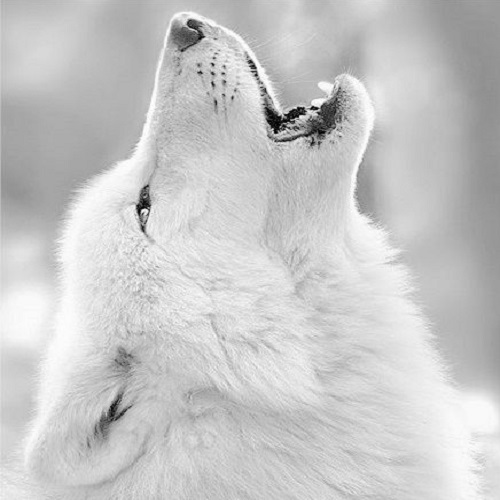 عکس با کیفیت از گرگ سفید