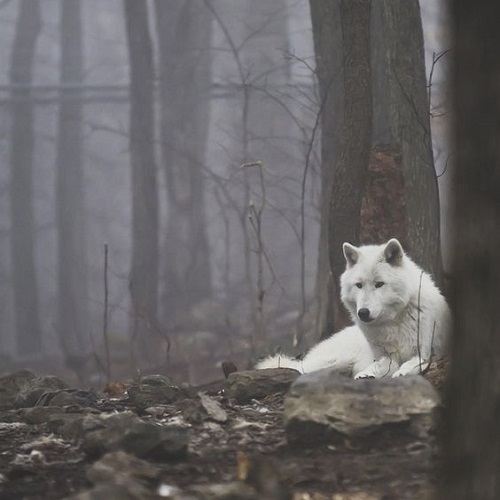عکس گرگ سفید نشسته در جنگل