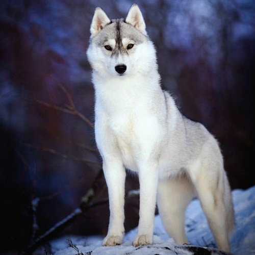 عکس گرگ سفید ایستاده در جنگل برفی