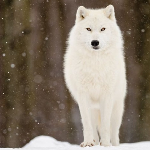 عکس گرگ سفید با چشمان قهوه‌ای در هوای برفی