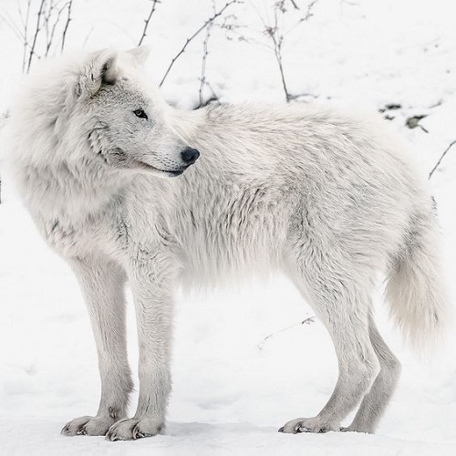 عکس نیم رخ گرگ سفید در برف