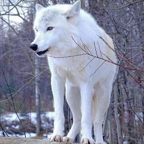 عکس گرگ سفید در جنگل