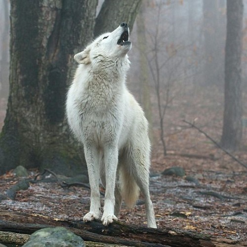 عکس پروفایل white wolf