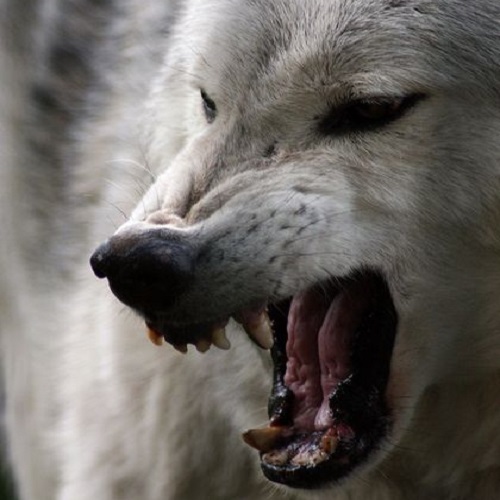 عکس گرگ سفید وحشی