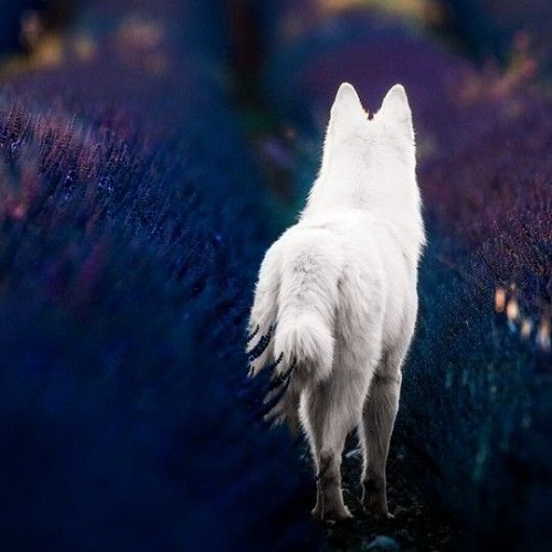 عکس گرگ سفید جذاب
