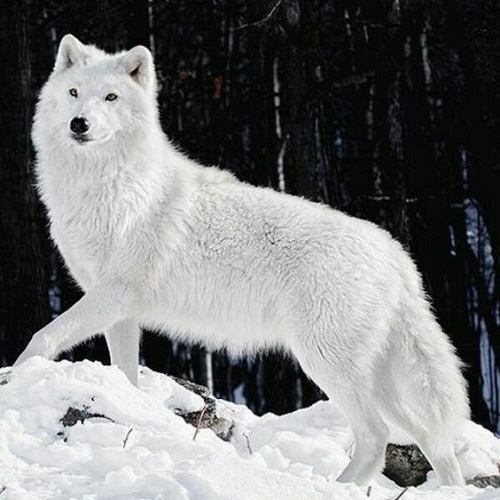 عکس گرگ سفید در جنگل پوشیده از برف