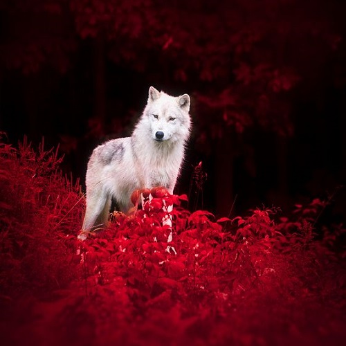 عکس گرگ سفید در جنگل پاییزی 