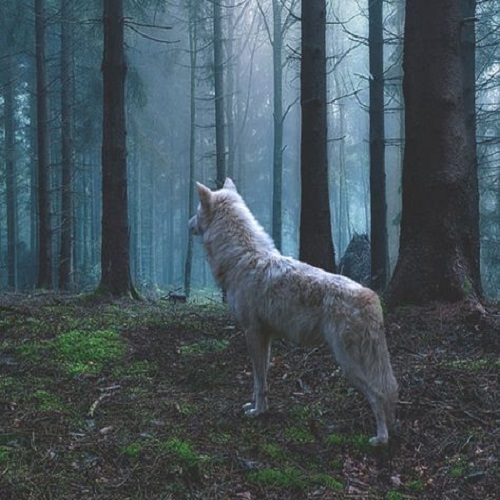 عکس گرگ سفید پشت به دوربین در جنگل پر از مه