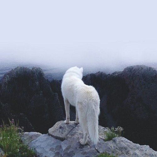 عکس گرگ سفید پشت به دوربین روی قله