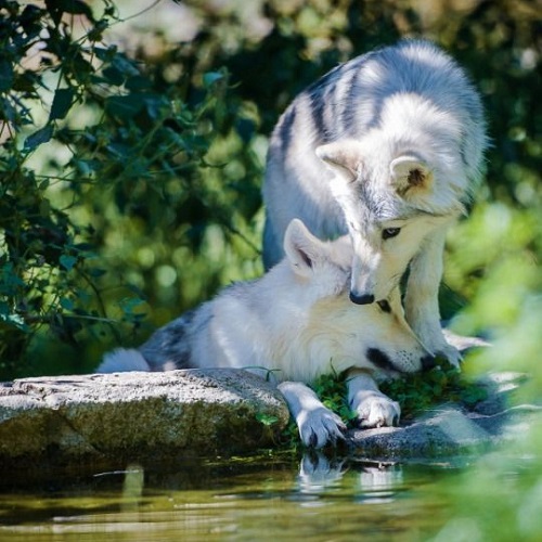 عکس دو گرگ سفید لب آب