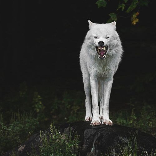 عکس گرگ سفید وحشی در جنگل