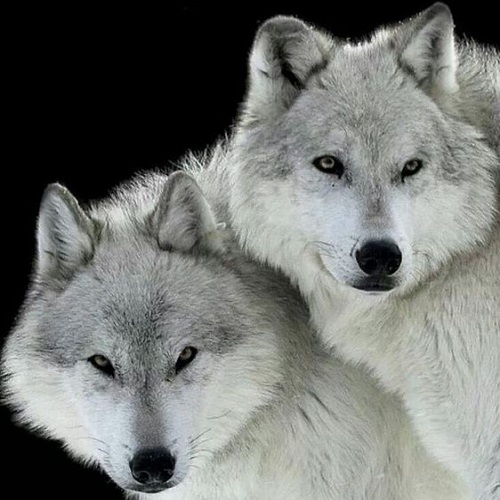 عکس زیبای دو گرگ سفید 