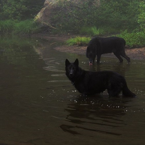 گرگ سیاه در آب