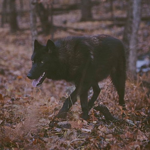عکس گرگ سیاه در جنگل پاییزی