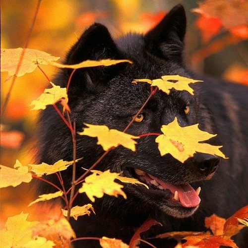 عکس گرگ سیاه در پاییز