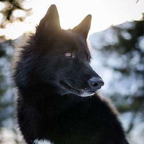 عکس نیم رخ گرگ سیاه در هوای برفی