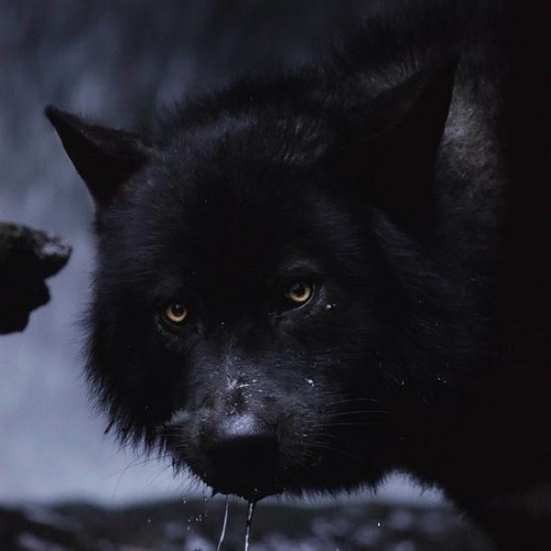 عکس گرگ سیاه در حال آب خوردن