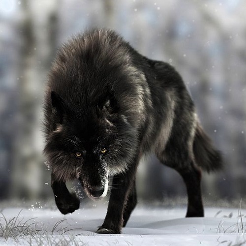 عکس گرگ سیاه در حال دویدن در برف