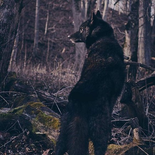 عکس از پشت گرگ سیاه در جنگل
