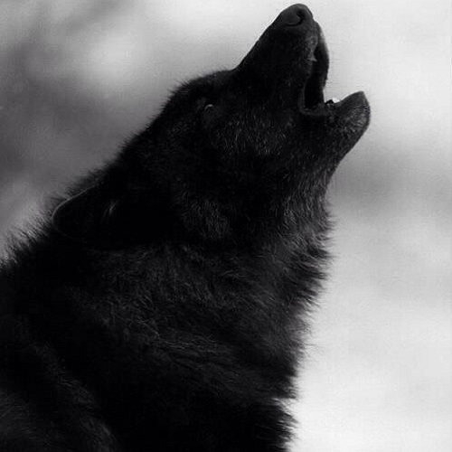 عکس گرگ سیاه در حال زوزه کشیدن در هوای سرد و برفی