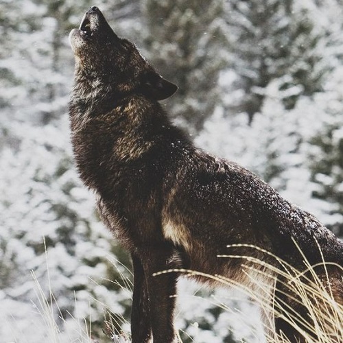 عکس گرگ سیاه در حال زوزه کشیدن در جنگل پوشیده از برف